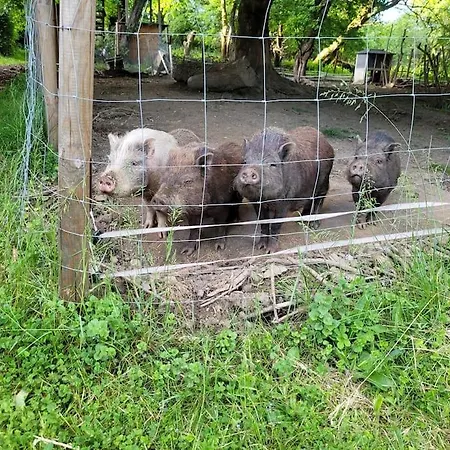 Landidyll, Am See, Kinderfreundlich, Minischweine Apartamento *